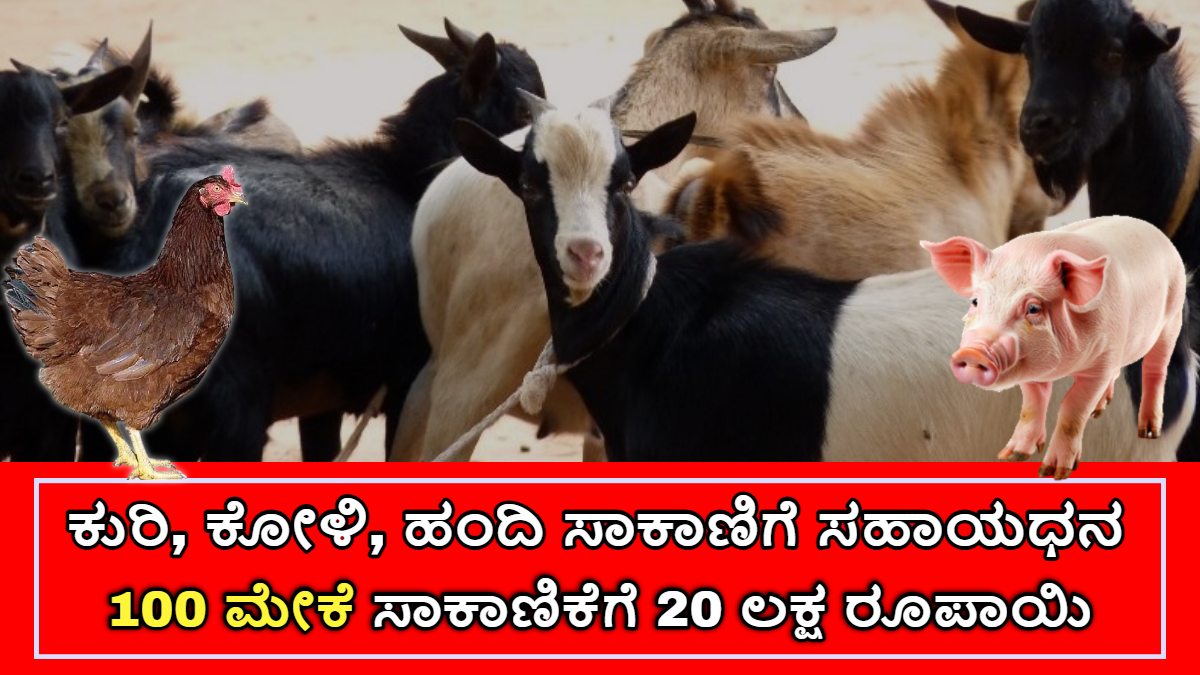 ಕುರಿ, ಕೋಳಿ, ಹಂದಿ ಸಾಕಾಣಿಗೆ ಸಹಾಯಧನ
