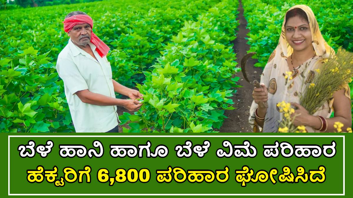 ಬೆಳೆ ಹಾನಿ ಹಾಗೂ ಬೆಳೆ ವಿಮೆ ಪರಿಹಾರದ ಹಣ!! ಇಷ್ಟು ಹಣವನ್ನು ಸರ್ಕಾರ ಈ ವರ್ಷ ಜಮಾ ಮಾಡುತ್ತಿದೆ