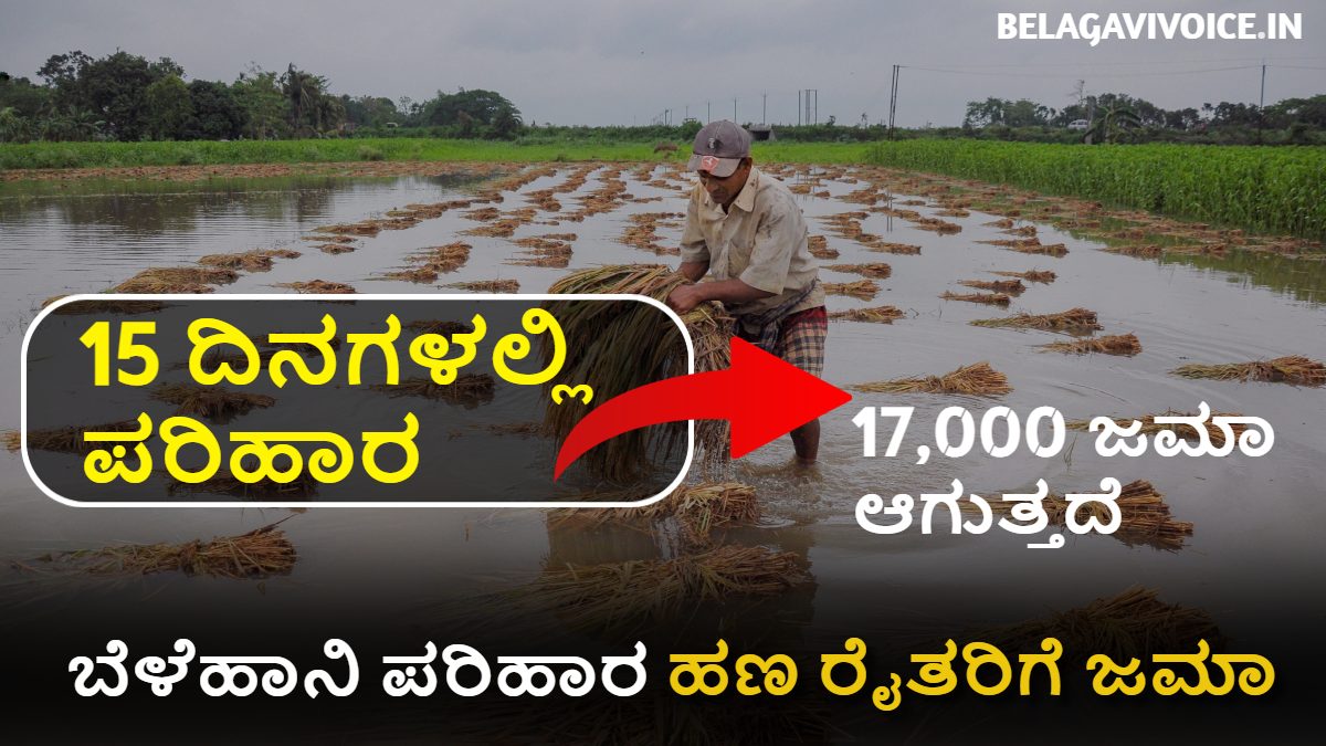 ಬೆಳೆಹಾನಿ ಪರಿಹಾರದ ಹಣ ರೈತರಿಗೆ ಜಮಾ