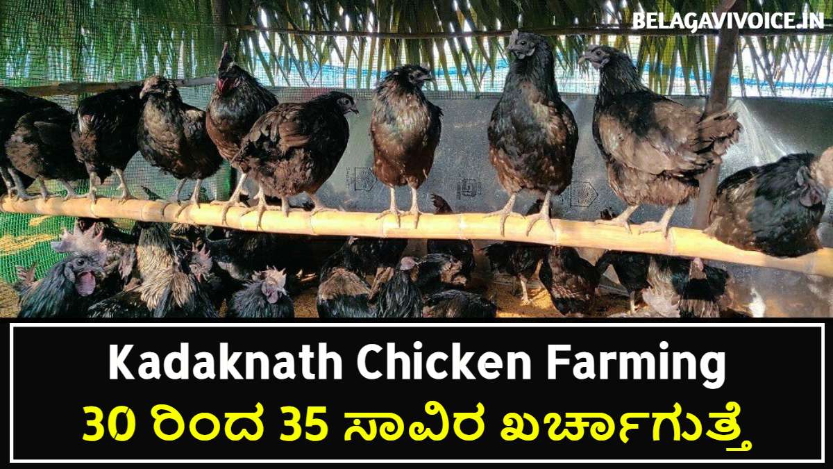Kadaknath Chicken Farming ಯಾವ ರೀತಿ ಮಾಡುವುದು ಎಂಬ ಸಂಪೂರ್ಣ ಮಾಹಿತಿ.!