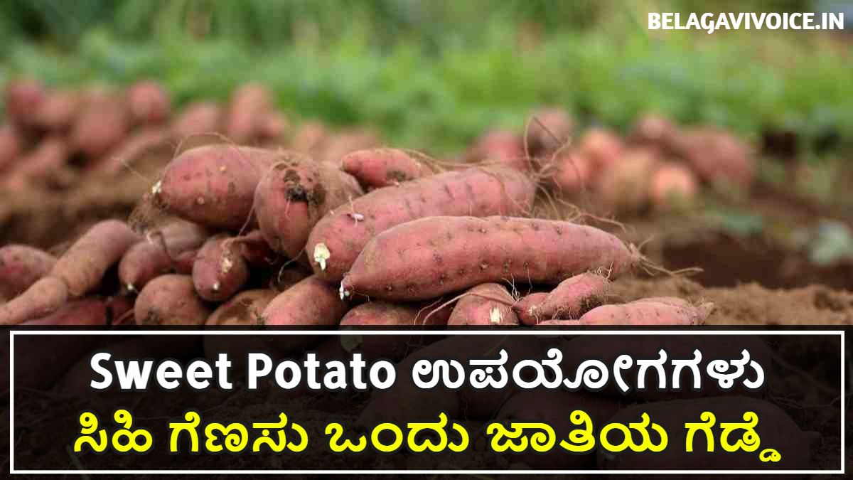 Sweet Potato ತಿನ್ನುವುದರಿಂದ ಆಗುವ ಪ್ರಯೋಜನಗಳು.!