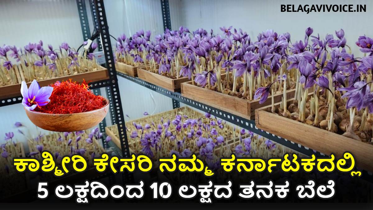 ಕಾಶ್ಮೀರಿ ಕೇಸರಿ ನಮ್ಮ ಕರ್ನಾಟಕದಲ್ಲಿ ಬೆಳೆಯುವುದು ಹೇಗೆ? ಇಲ್ಲಿದೆ ಮಾಹಿತಿ