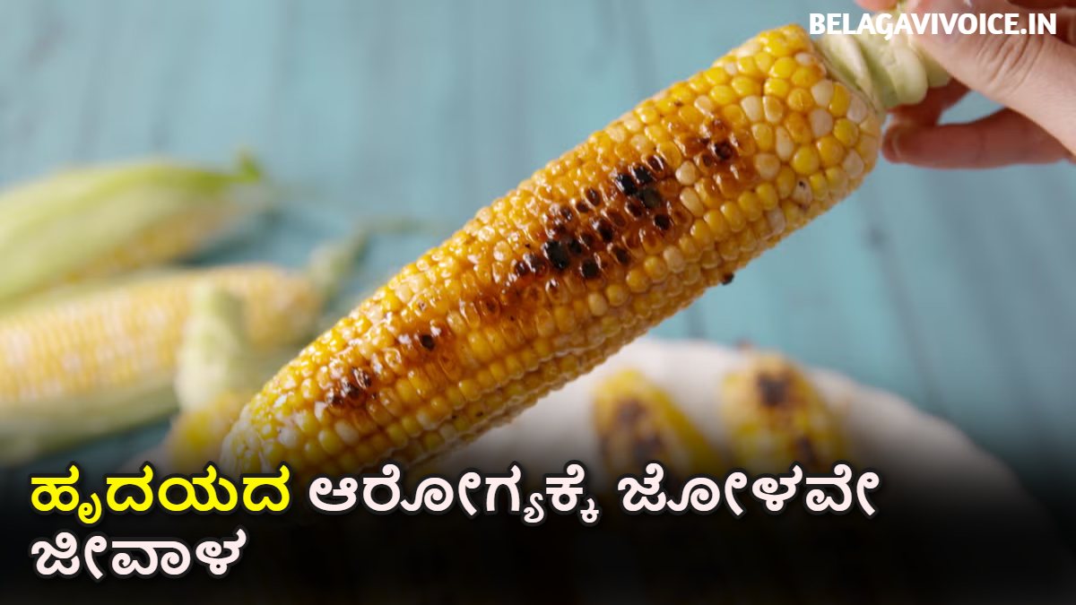 ಹೃದಯದ ಆರೋಗ್ಯಕ್ಕೆ ಜೋಳವೇ ಜೀವಾಳ