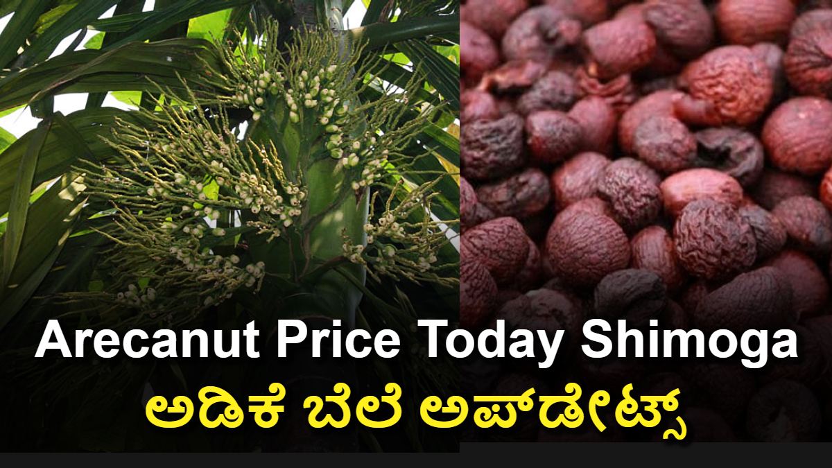 Arecanut Price Today Shimoga: ರಾಜ್ಯದ ಆರ್ಥಿಕತೆಗೆ ಅದರ ಇಂಪ್ಯಾಕ್ಟ್ ಏನು?