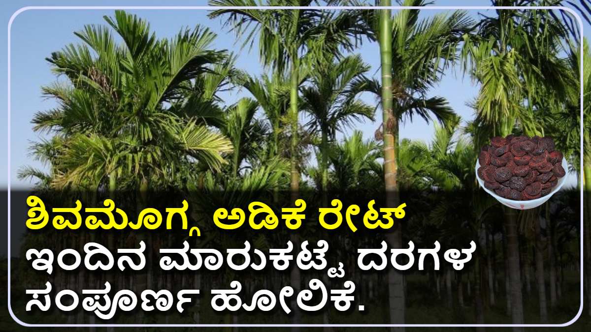 ಶಿವಮೊಗ್ಗ ಅಡಿಕೆ ರೇಟ್ 2025 Today.! ಕ್ವಿಂಟಲ್ಗೆ ನಿಖರವಾದ Latest ದರ ಇಲ್ಲಿದೆ!